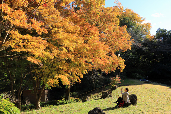 晩秋の中沢池公園 晩秋の中沢池公園