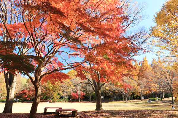 紅葉に染まる大谷戸公園 紅葉に染まる大谷戸公園