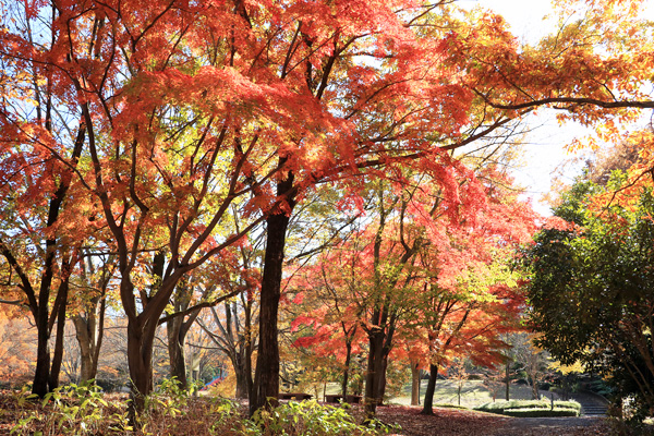 紅葉に染まる大谷戸公園 紅葉に染まる大谷戸公園