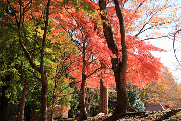 紅葉に染まる大谷戸公園 紅葉に染まる大谷戸公園