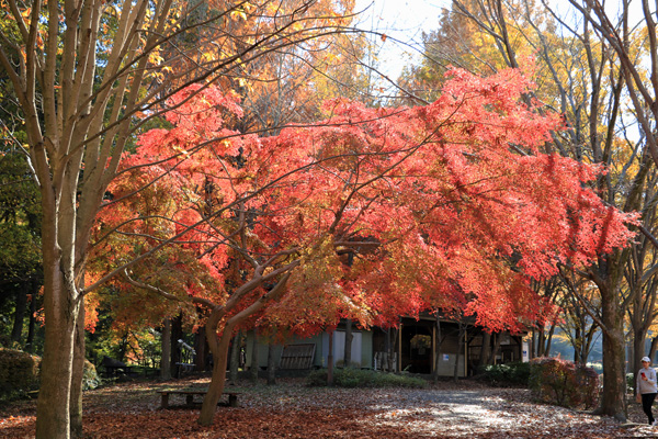 紅葉に染まる大谷戸公園 紅葉に染まる大谷戸公園