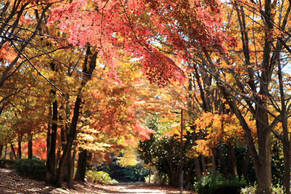 紅葉に染まる大谷戸公園 紅葉に染まる大谷戸公園