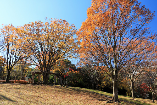 紅葉に染まる大谷戸公園 紅葉に染まる大谷戸公園