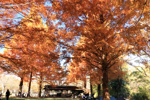 紅葉に染まる大谷戸公園 紅葉に染まる大谷戸公園