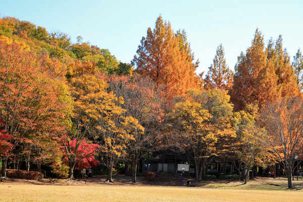 紅葉に染まる大谷戸公園 紅葉に染まる大谷戸公園