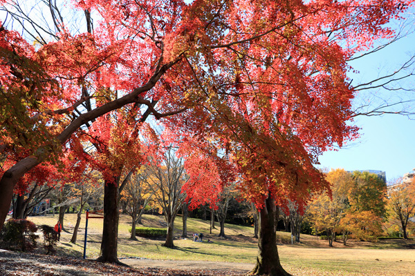 紅葉に染まる大谷戸公園 紅葉に染まる大谷戸公園