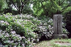 紫陽花の咲く桜ヶ丘公園