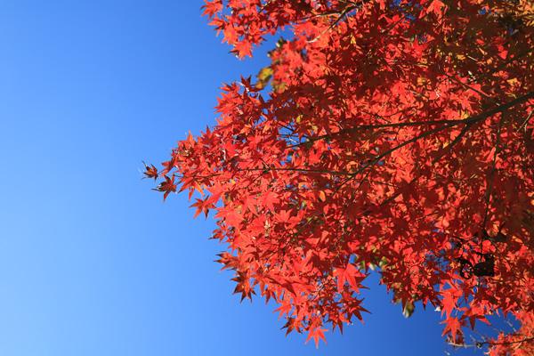 紅葉に染まる桜ヶ丘公園 紅葉に染まる桜ヶ丘公園