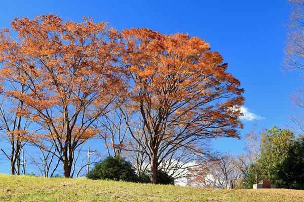 紅葉に染まる桜ヶ丘公園 紅葉に染まる桜ヶ丘公園