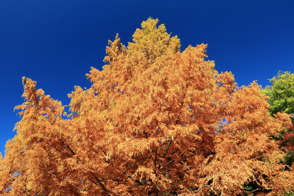 紅葉に染まる桜ヶ丘公園 紅葉に染まる桜ヶ丘公園
