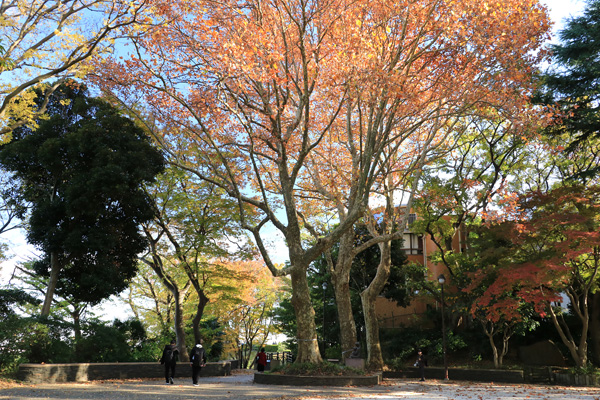 紅葉の港の見える丘公園 紅葉の港の見える丘公園