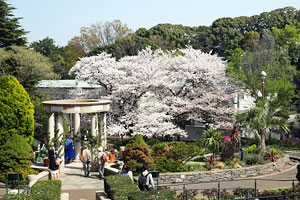 「バラとカスケードの庭」の桜