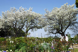 「イングリッシュローズの庭」横の桜