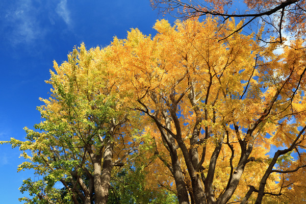 ���t�̌�������