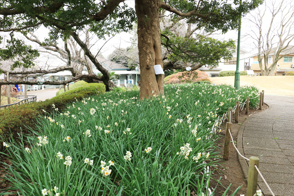 ����̍炭�R�����