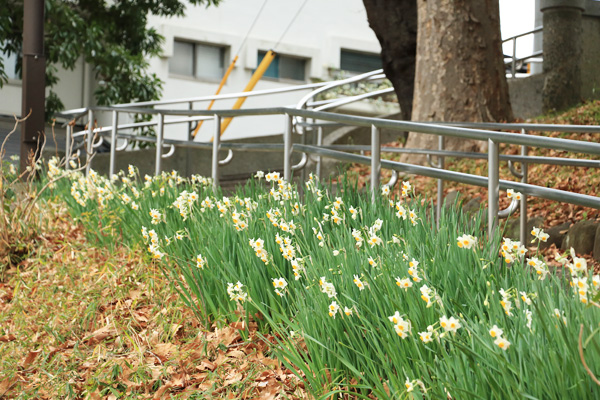 ����̍炭�R�����