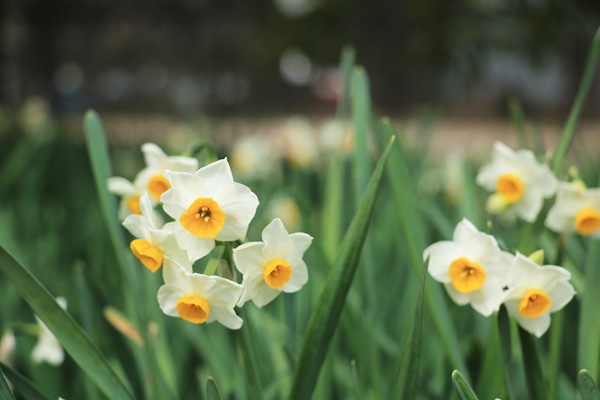 ����̍炭�R�����