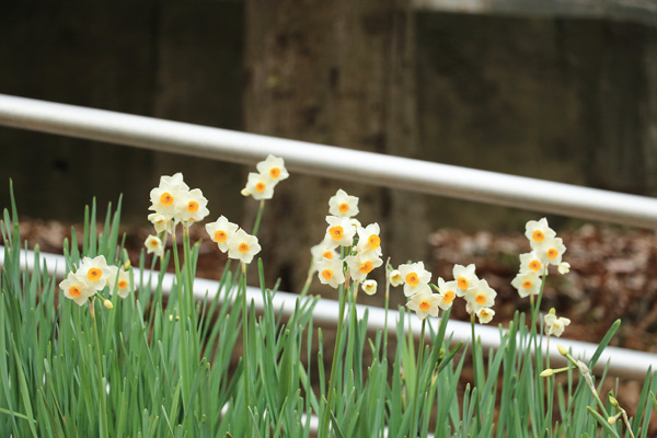 ����̍炭�R�����