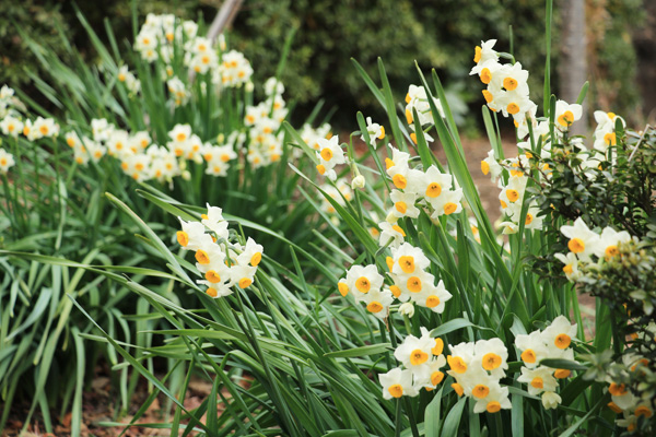 ����̍炭�R�����