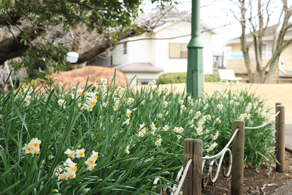 ����̍炭�R�����