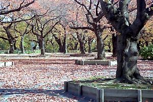 幸ヶ谷公園 幸ヶ谷公園