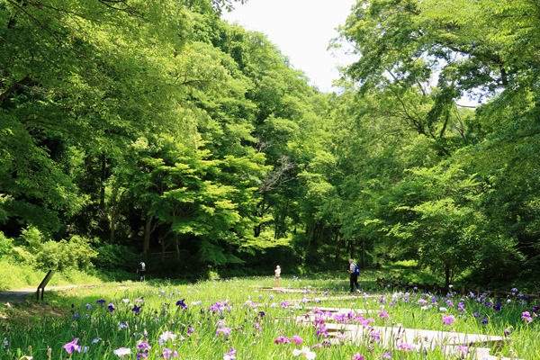 紫陽花の咲く四季の森公園 紫陽花の咲く四季の森公園