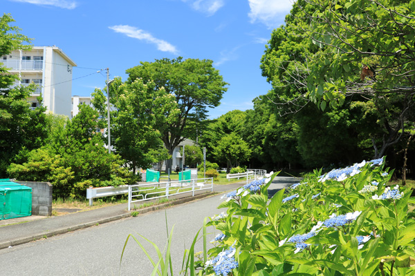 紫陽花の咲く四季の森公園 紫陽花の咲く四季の森公園