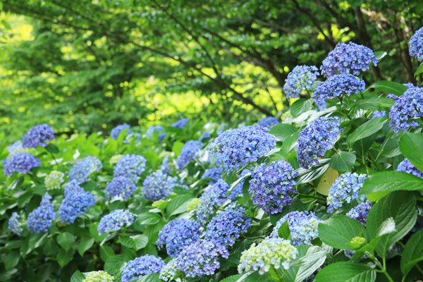 紫陽花の咲く四季の森公園 紫陽花の咲く四季の森公園