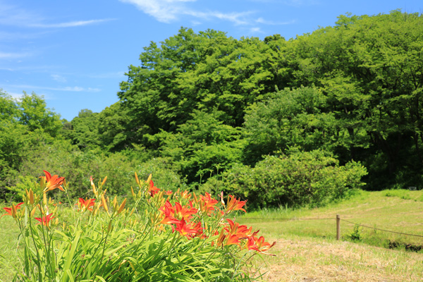 紫陽花の咲く四季の森公園 紫陽花の咲く四季の森公園