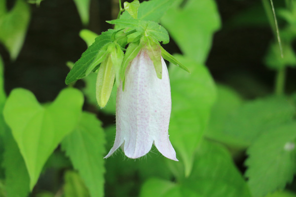 紫陽花の咲く四季の森公園 紫陽花の咲く四季の森公園