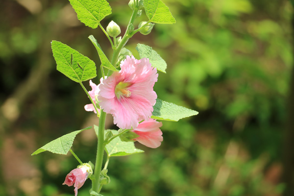 紫陽花の咲く四季の森公園 紫陽花の咲く四季の森公園