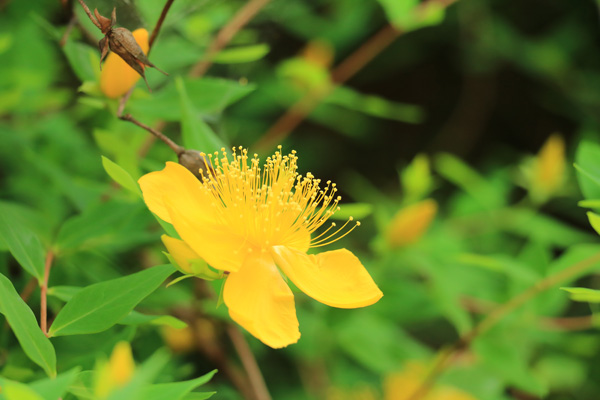 紫陽花の咲く四季の森公園 紫陽花の咲く四季の森公園