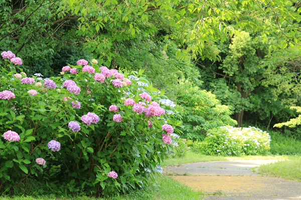 紫陽花の咲く四季の森公園 紫陽花の咲く四季の森公園