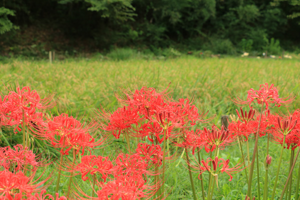 彼岸花の咲く四季の森公園 彼岸花の咲く四季の森公園