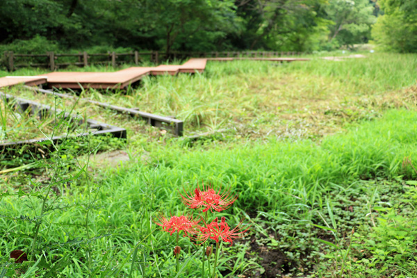 彼岸花の咲く四季の森公園 彼岸花の咲く四季の森公園