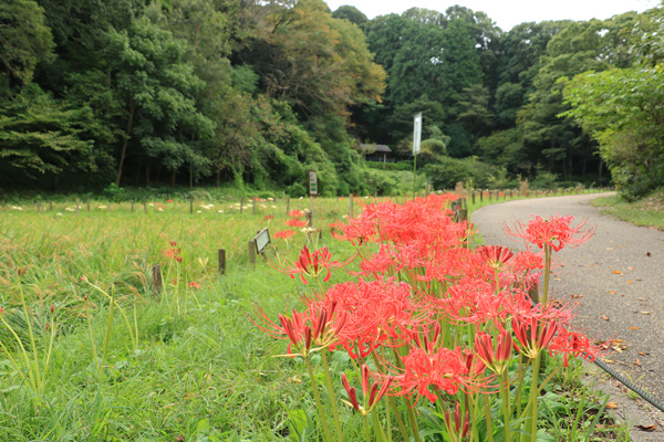 彼岸花の咲く四季の森公園 彼岸花の咲く四季の森公園