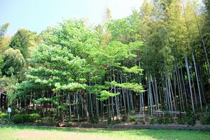 烏山公園 烏山公園