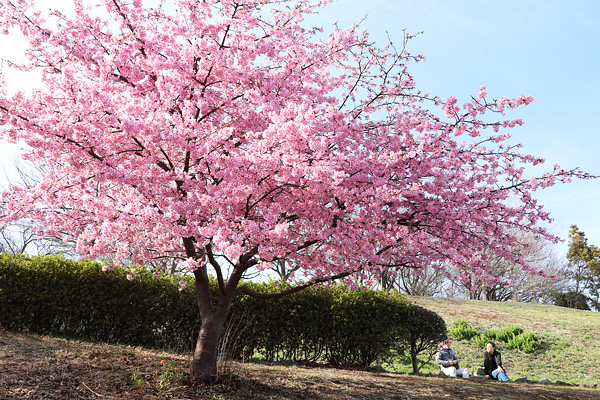 河津桜の咲く中川八幡山公園 河津桜の咲く中川八幡山公園