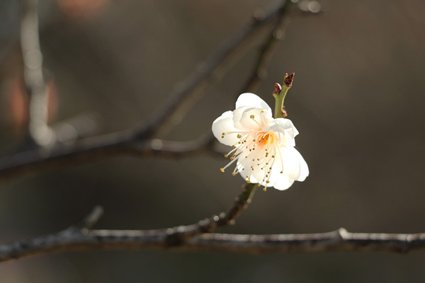 河津桜の咲く中川八幡山公園 河津桜の咲く中川八幡山公園