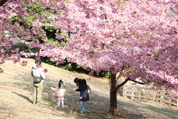 河津桜の咲く中川八幡山公園 河津桜の咲く中川八幡山公園