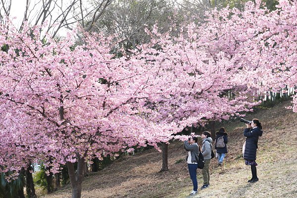 河津桜の咲く中川八幡山公園 河津桜の咲く中川八幡山公園