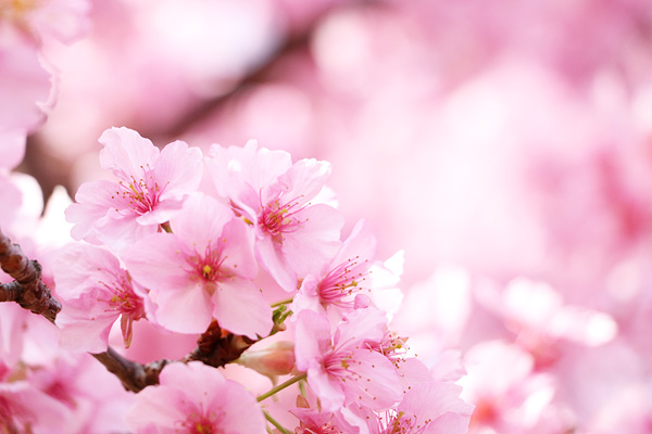 河津桜の咲く中川八幡山公園 河津桜の咲く中川八幡山公園