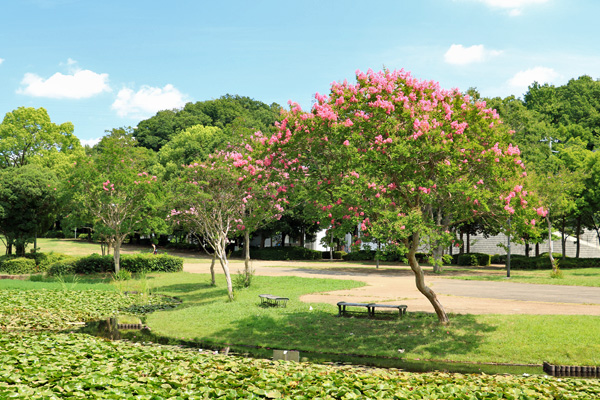 百日紅の咲く山田富士公園 百日紅の咲く山田富士公園