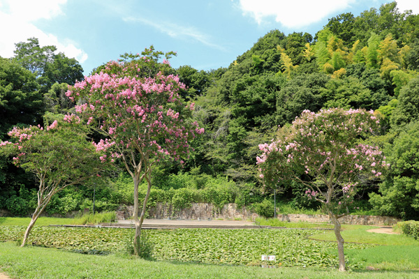 百日紅の咲く山田富士公園 百日紅の咲く山田富士公園