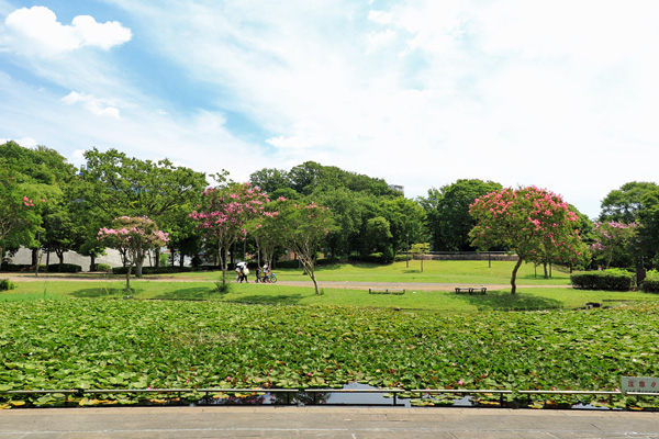 百日紅の咲く山田富士公園 百日紅の咲く山田富士公園