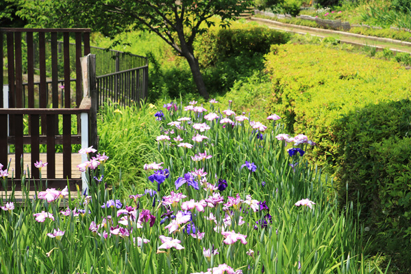 立野台公園 立野台公園