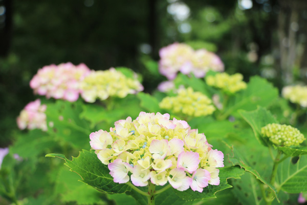立野台公園 立野台公園