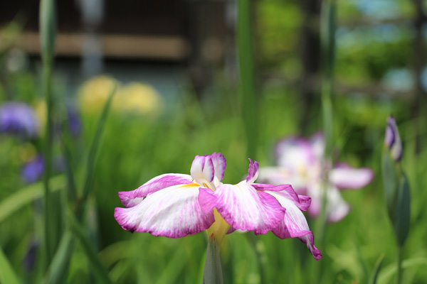 立野台公園 立野台公園