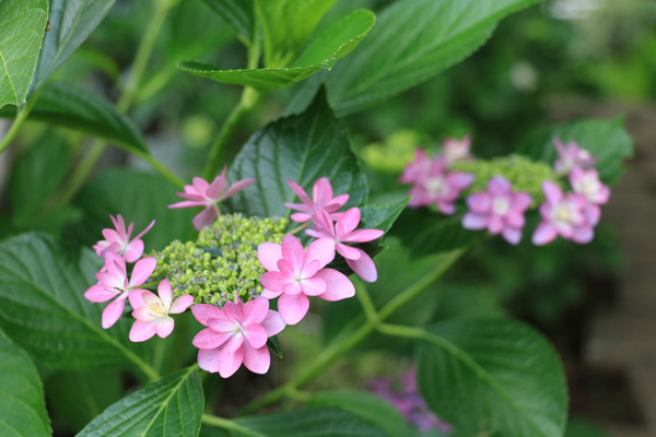 立野台公園 立野台公園
