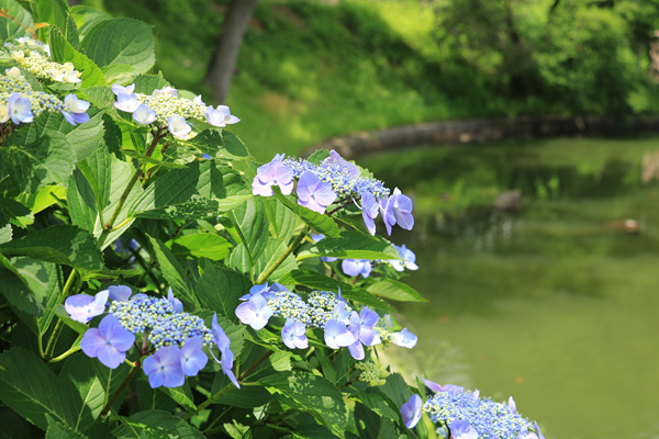 立野台公園 立野台公園